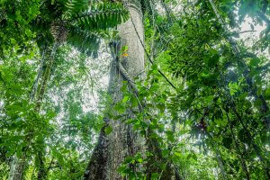 Giant Kapok Tree Ceiba Pentandra In Cuyabeno Wildlife Reserve Ecuador