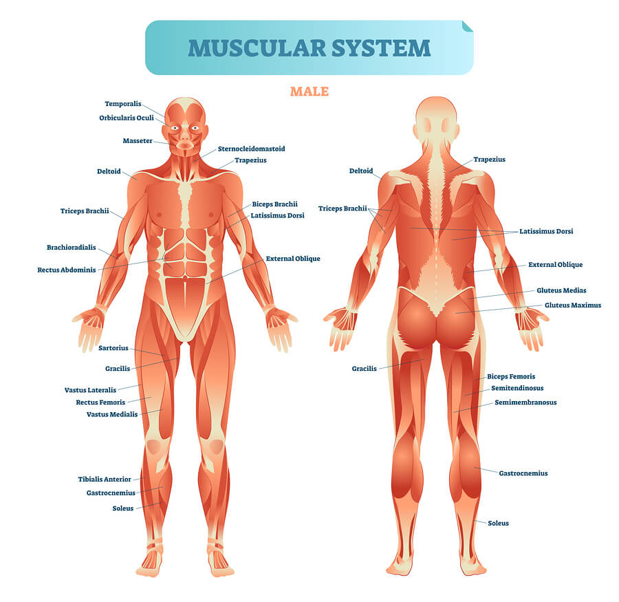 If woman with muscles look like man then men with no muscle look