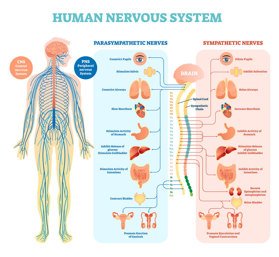 of Drugs & Alcohol on the Nervous System