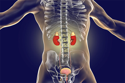 Effects Substance Abuse on the System (Kidneys)