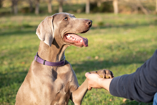 Pros and Cons of Animal-Assisted Therapy | American Addiction Centers